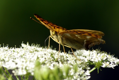 Allgäu 13 - Schmetterling auf der Siedelalpe
