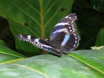 Schmetterling auf Palmenblatt (im Papiliorama, Kerzers CH)