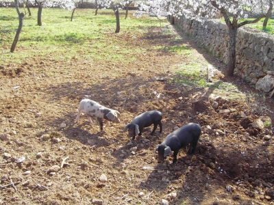 Schweinerei auf Mallorca
