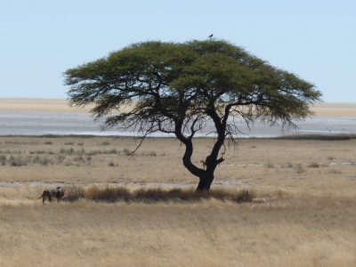 Löwen im Etosha-Nationalpark 4