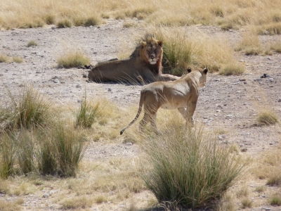 Löwen im Etosha-Nationalpark 3