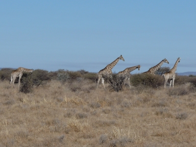 Aufmarsch der Giraffen
