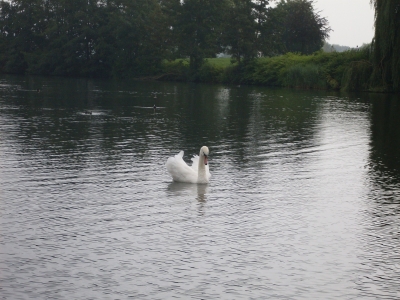 Schwan am Aasee