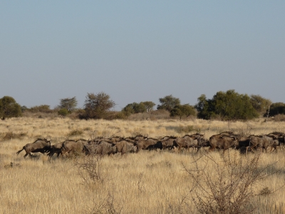 Gnuherde (Namibia)