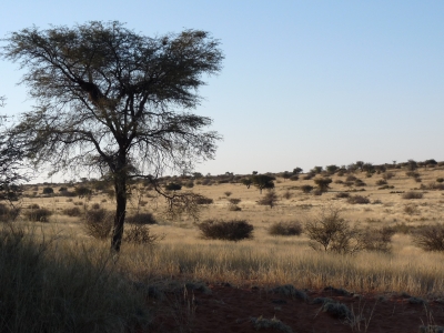 Namibianische Steppenlandschaft