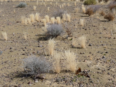 Trockenheit (Namibia)