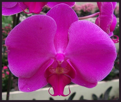 Orchidee / 1