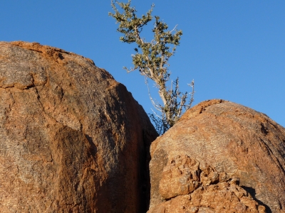 Baum zwischen Felsen