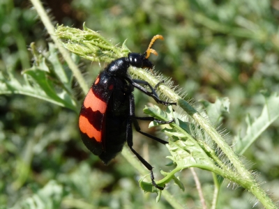 Käfer aus Namibia