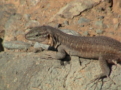 Eidechse auf Gran Canaria