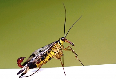 männliche Skorpionsfliege (Panorpa communis)