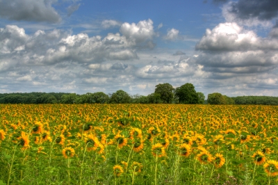 HDR - Sommer und Sonnenblumen