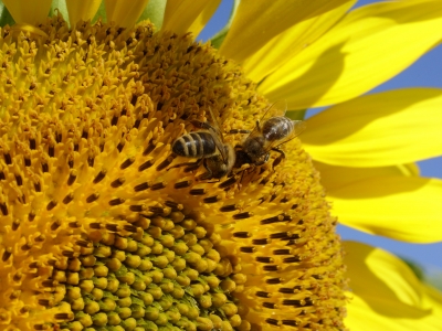 fleissige Bienchen