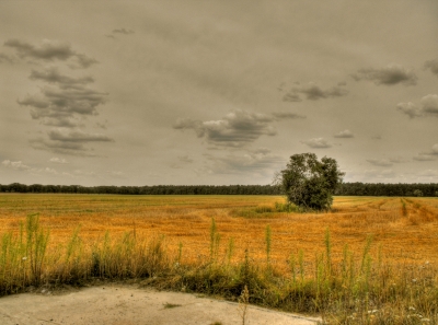 HDR - Abgeerntet 1