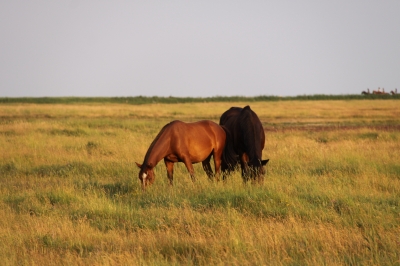 Pferde auf der Salzwiese