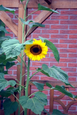 Sonnenblume