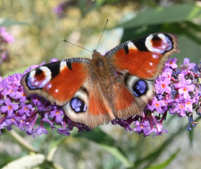 Tagpfauenauge auf Sommerflieder