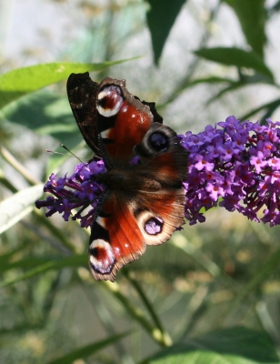 Tagpfauenauge auf Sommerflieder