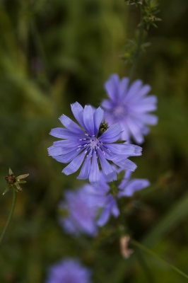 Blaue Wildblume