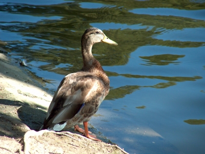 Ente genießt Sonnentag