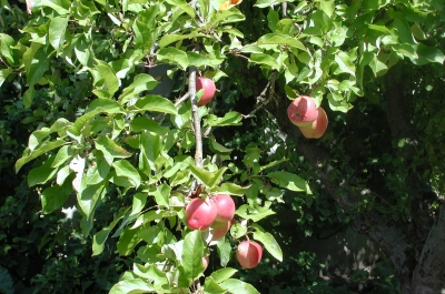 Rotbäckchenäpfel