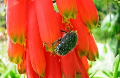 Käfer mit Blüte