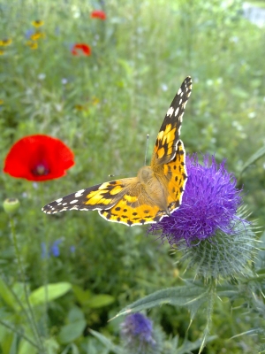 Schmetterling im Blumenmeer!