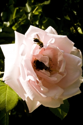Wildrose und Biene