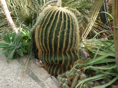 Schlapper Kaktus