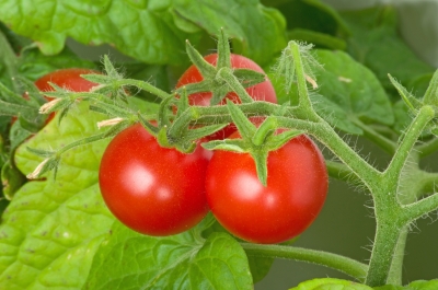 Tomaten