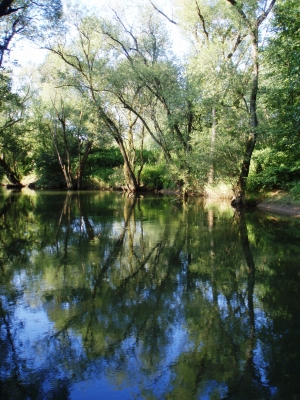 Wunderschöne Spiegelung