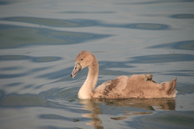 Jugendlicher Schwan