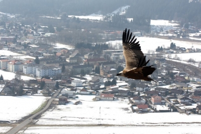 Nur fliegen ist schöner...