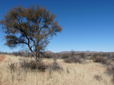 Savannenlandschaft