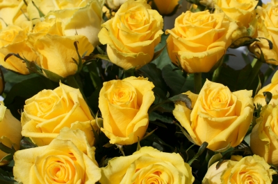 Gelbe Rosen für ........