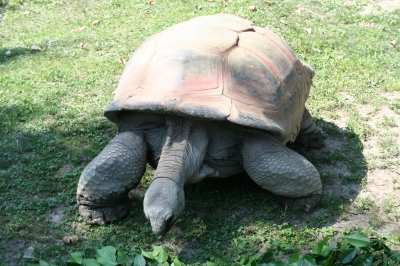 Riesenschildkröte