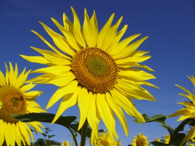 Sonnenblumen die Zweite