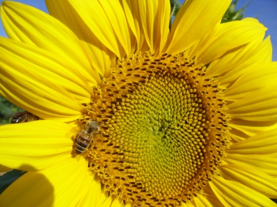 Sonnenblumen die Zehnte