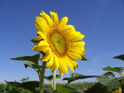 Sonnenblumen die Achte