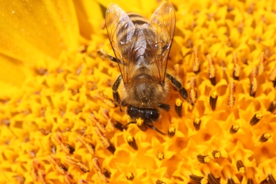 Honigbiene auf einer Sonnenblume