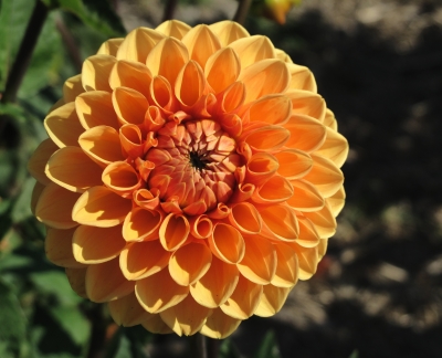 Dahlie orange