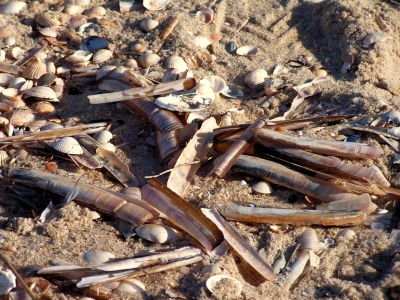 Strandgut auf Sylt