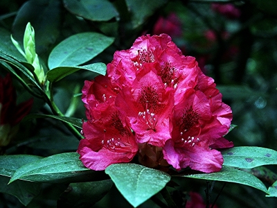 Karminrote Rhododendronblüten