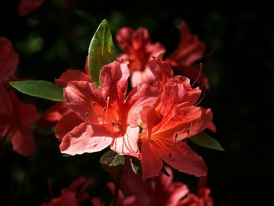 Rote Azaleenblüten 1