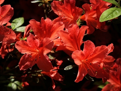Rote Azaleenblüten 4