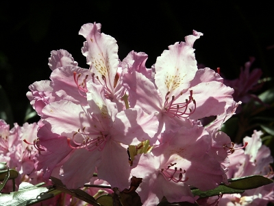 Hellviolette Rhododendronbüten