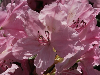 Hellviolette Azaleenblüten  1