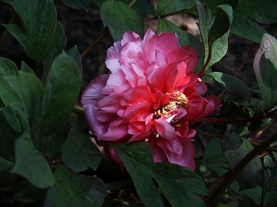 Pinkfarbige Baum- oder Strauchpfingstrose