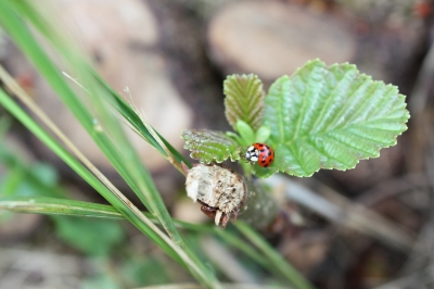 Marienkäfer auf dem Blatt