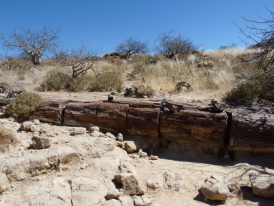 Versteinerter Baum (Namibia)